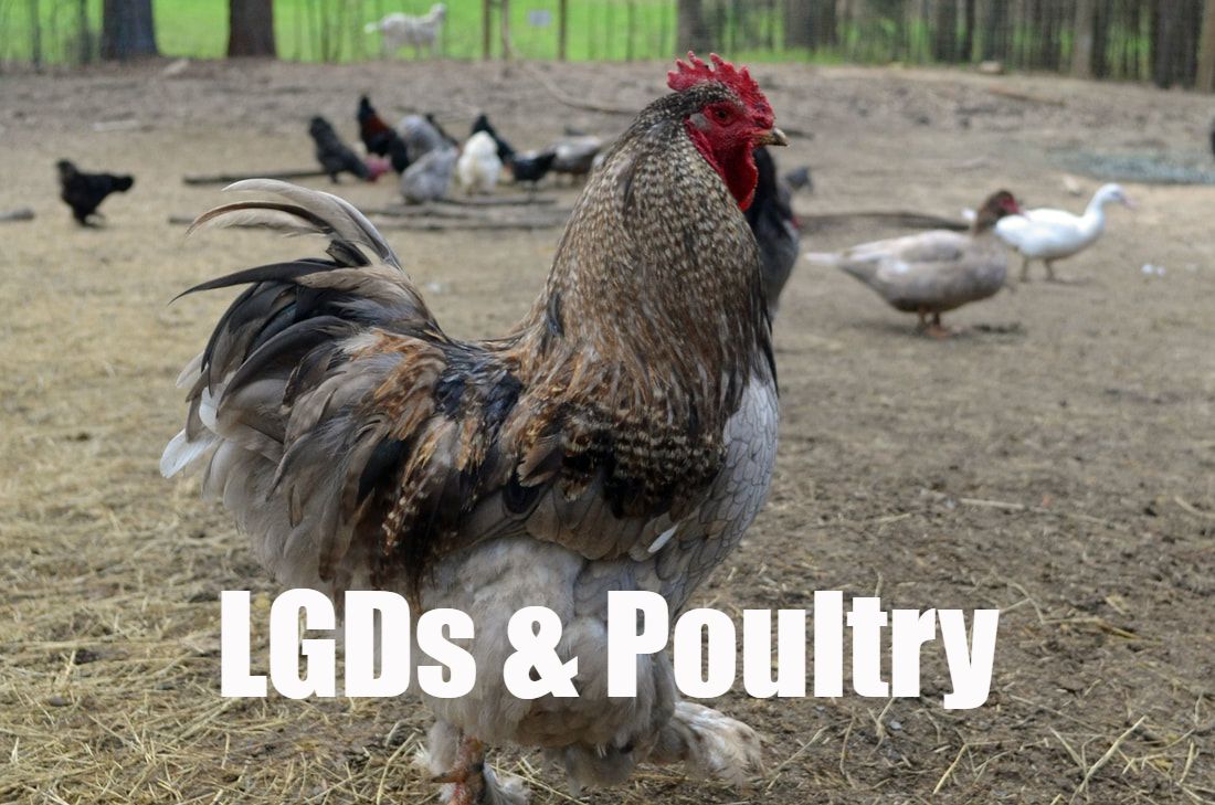 LGD & Poultry